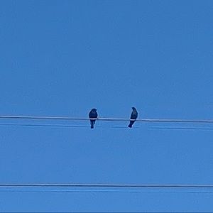 Meet your Posher, Alanna